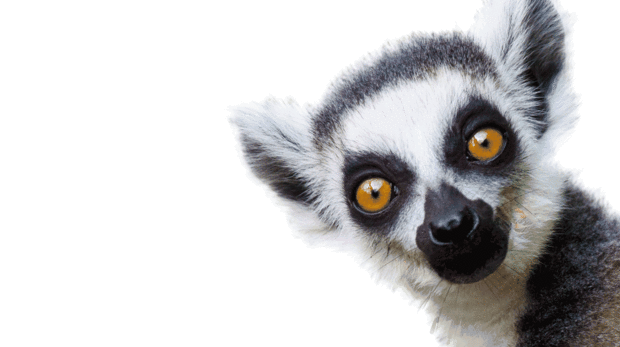 Lemur Backgrounds, Compatible - PC, Mobile, Gadgets| 620x347 px