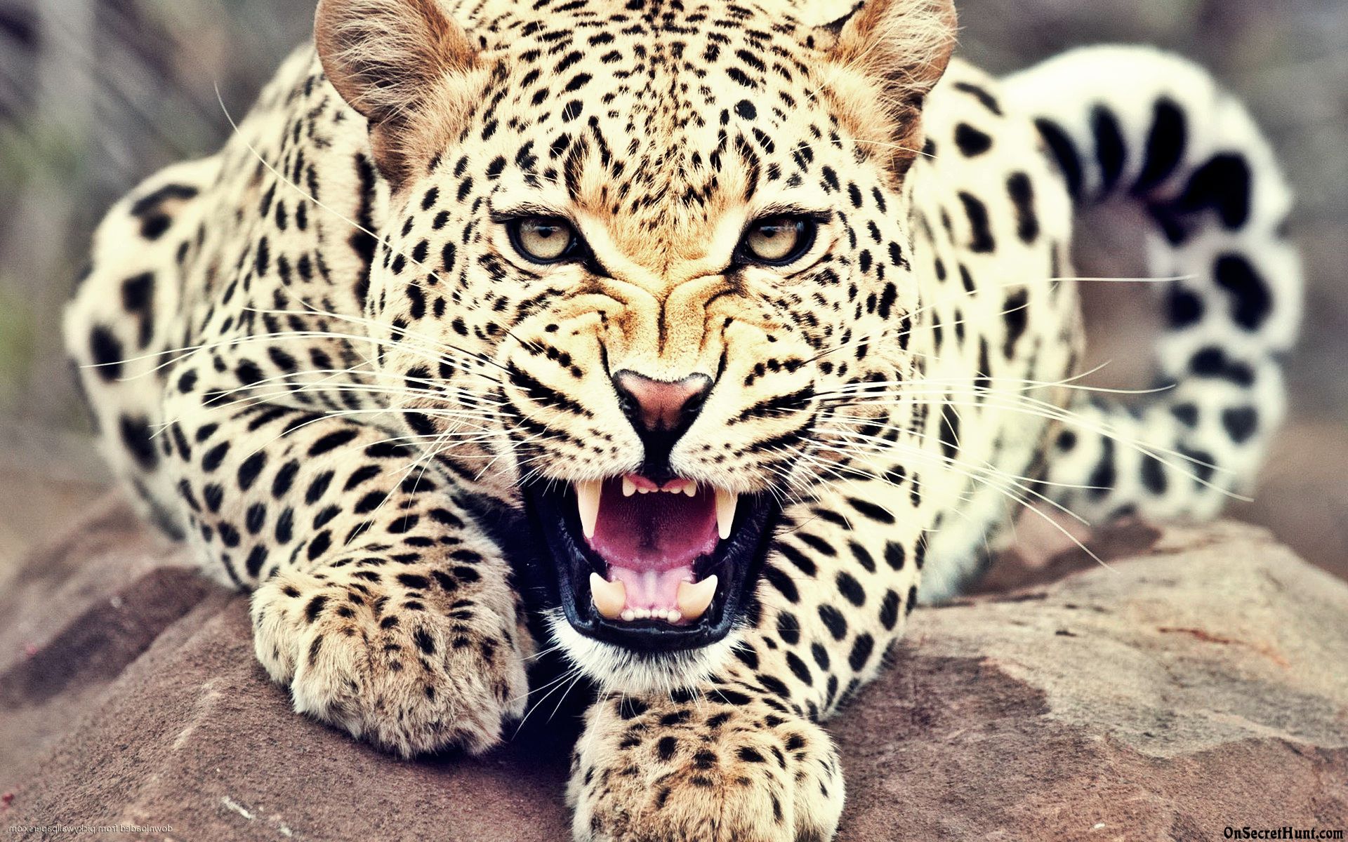 Nice Images Collection: Leopard Desktop Wallpapers