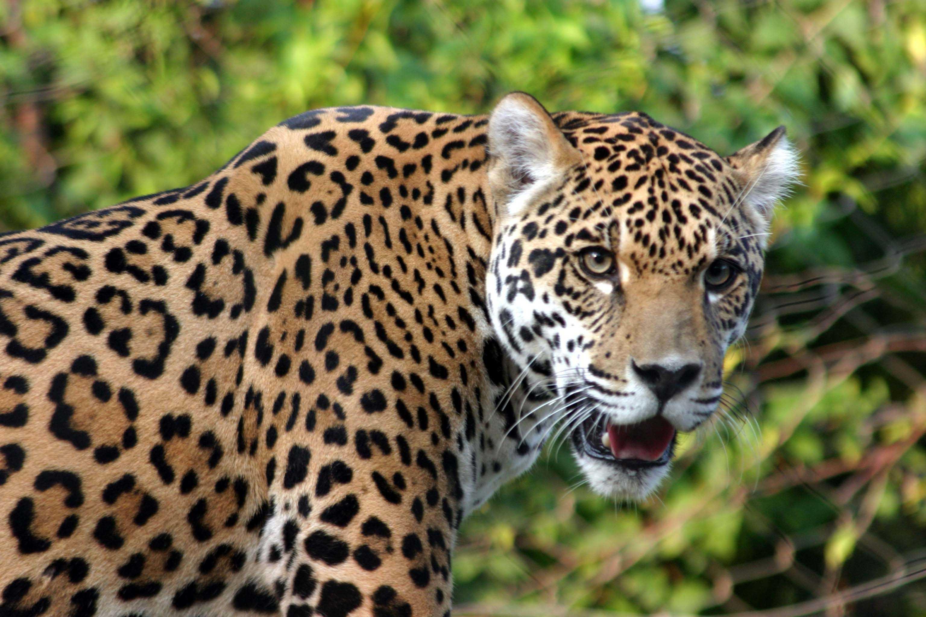 Leopard #9