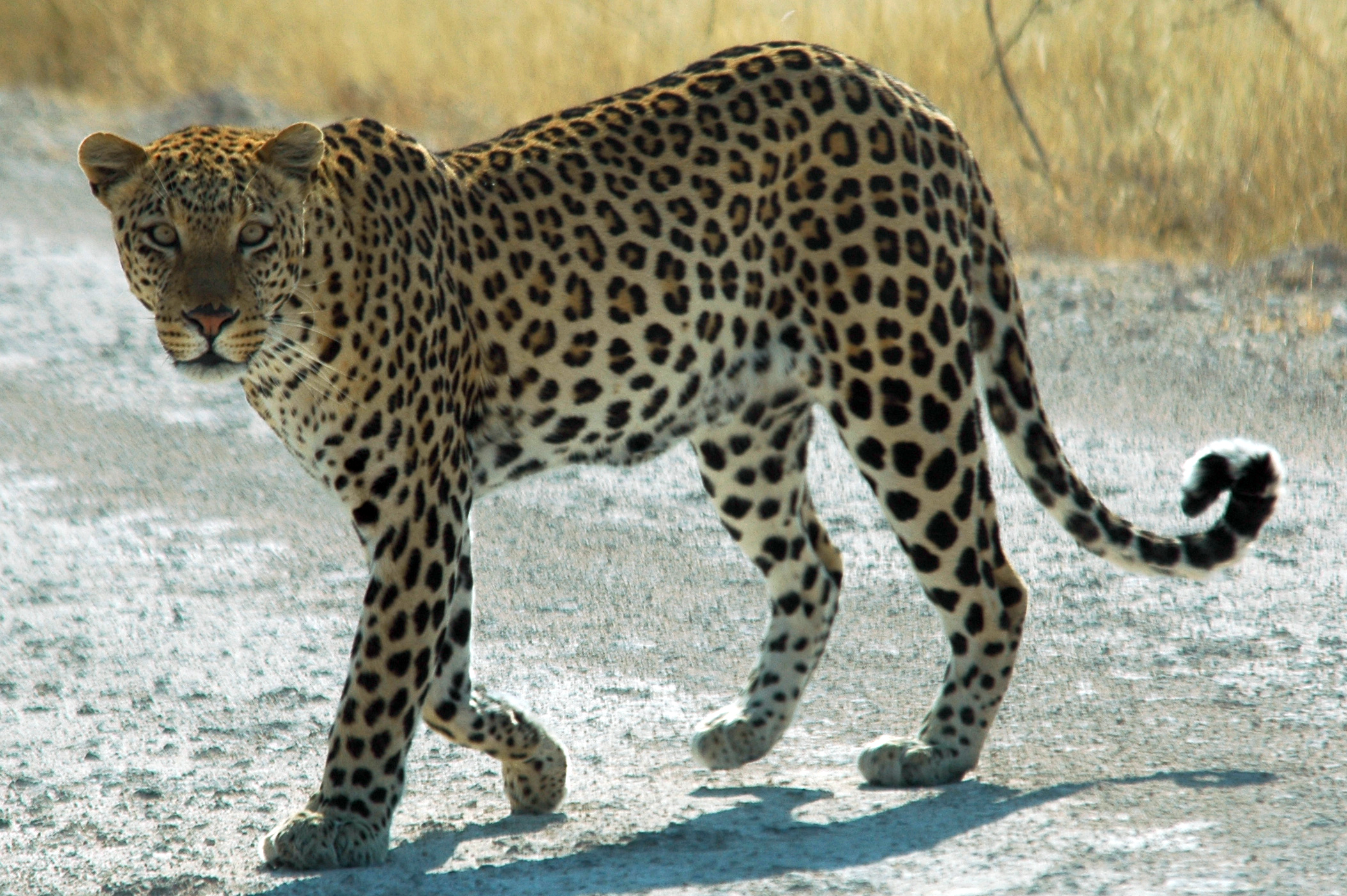 Leopard #7