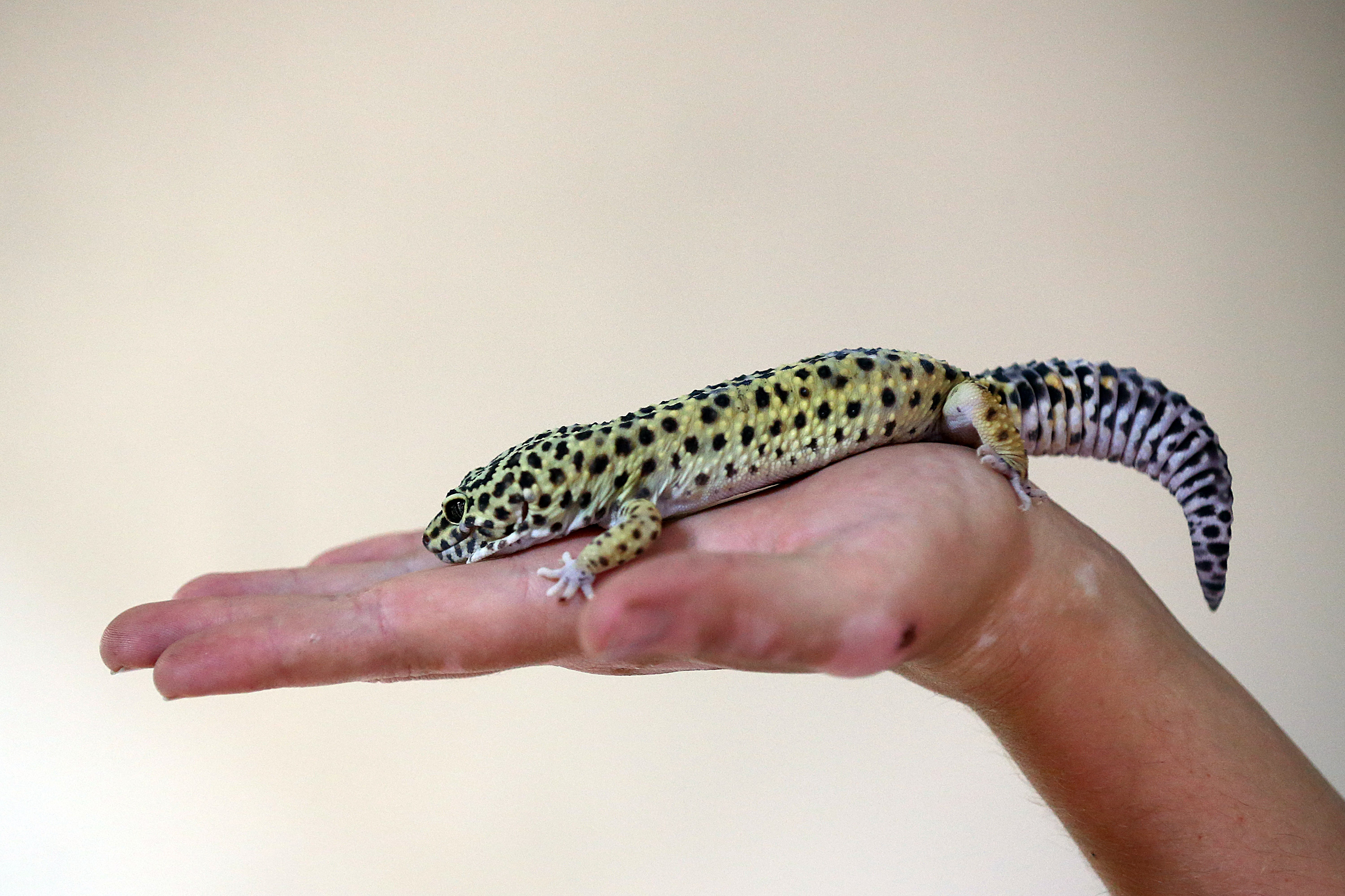 Nice Images Collection: Leopard Gecko Desktop Wallpapers