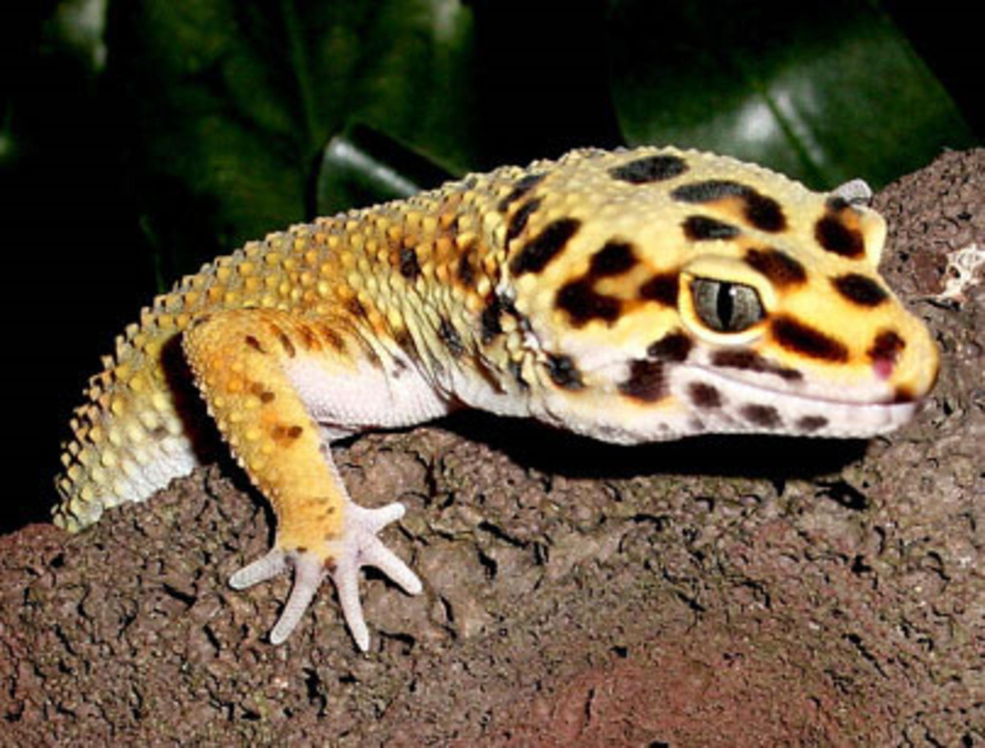 Amazing Leopard Gecko Pictures & Backgrounds