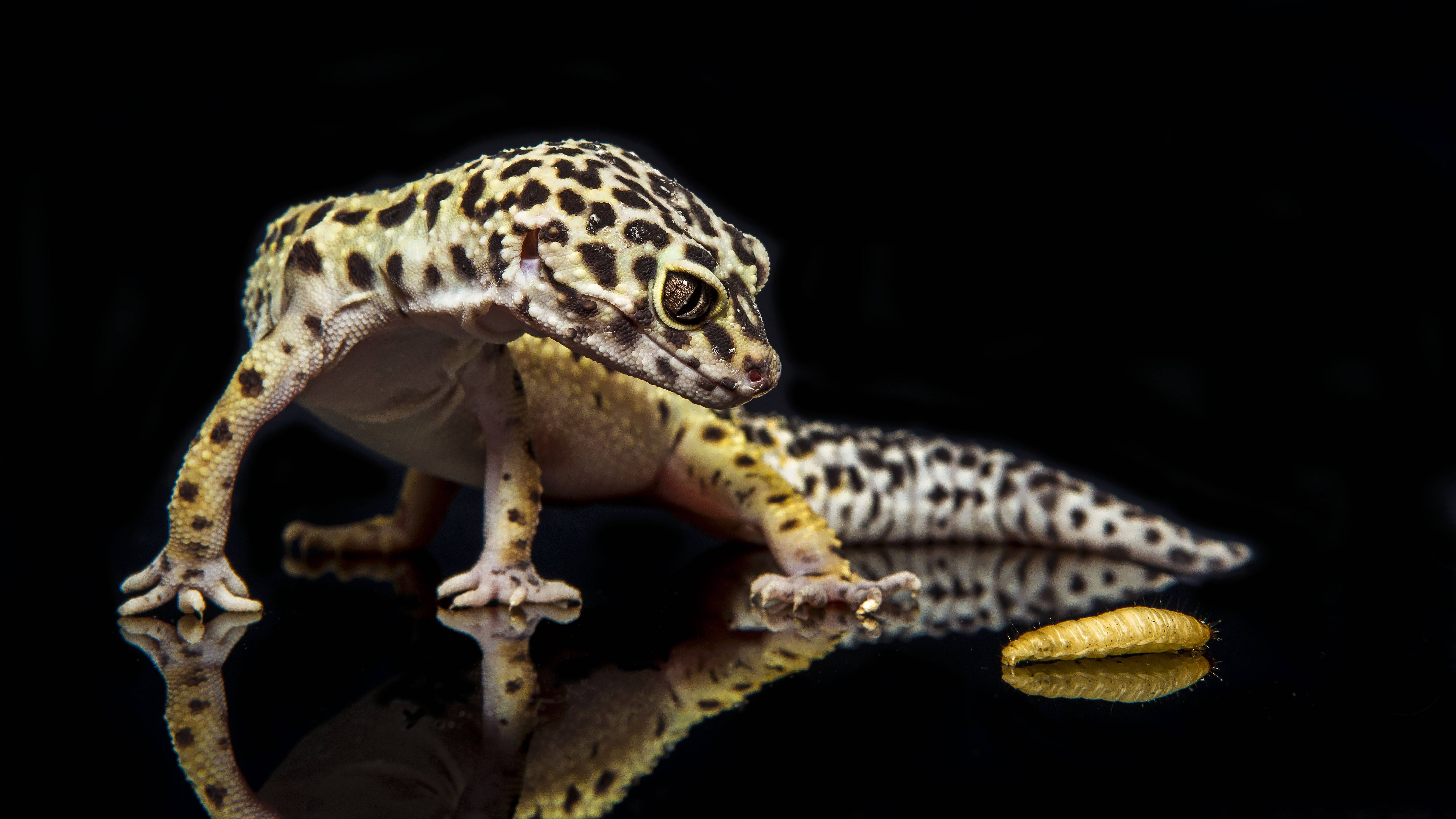 Leopard Gecko High Quality Background on Wallpapers Vista