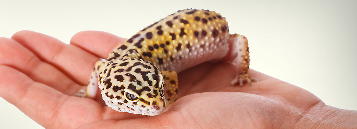 Leopard Gecko Backgrounds, Compatible - PC, Mobile, Gadgets| 1240x450 px