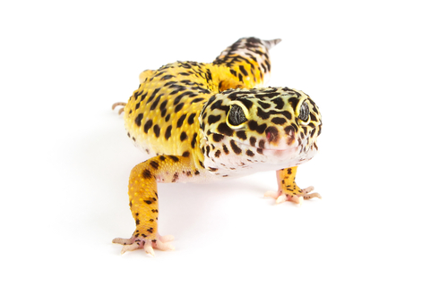 Amazing Leopard Gecko Pictures & Backgrounds