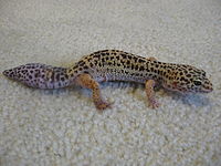 Amazing Leopard Gecko Pictures & Backgrounds