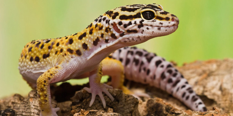 HD Quality Wallpaper | Collection: Animal, 740x370 Leopard Gecko