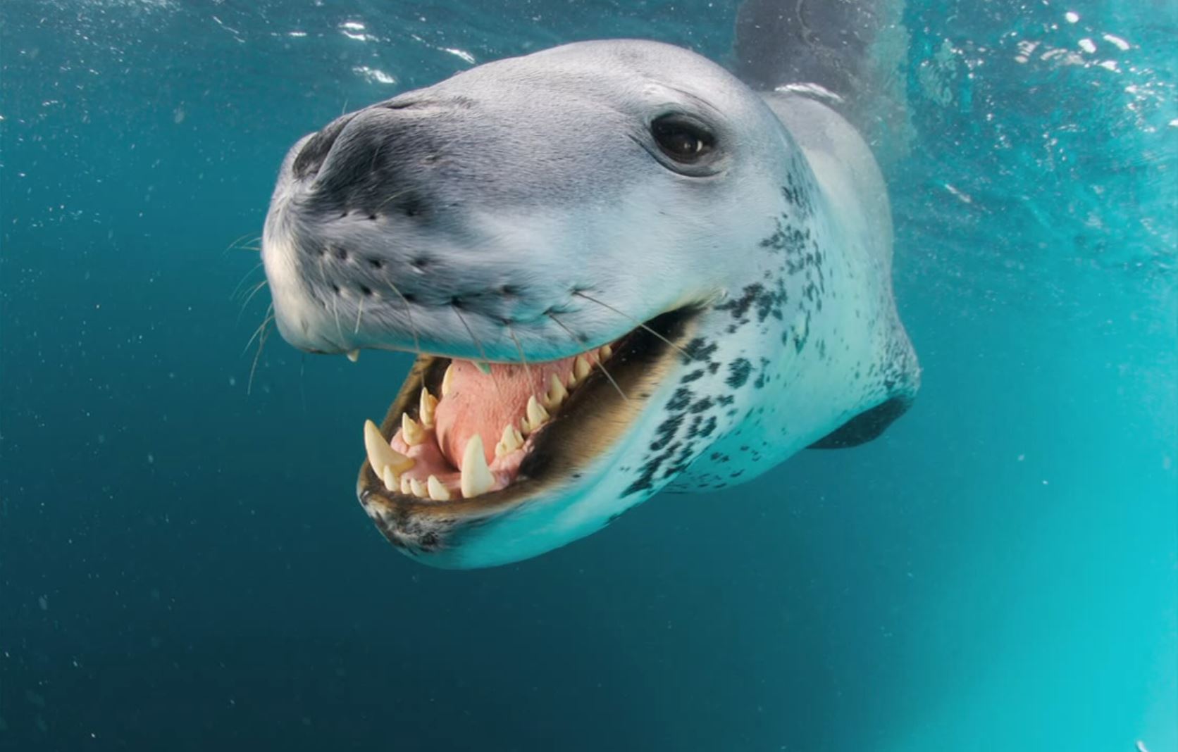 Leopard Seal Pics, Animal Collection