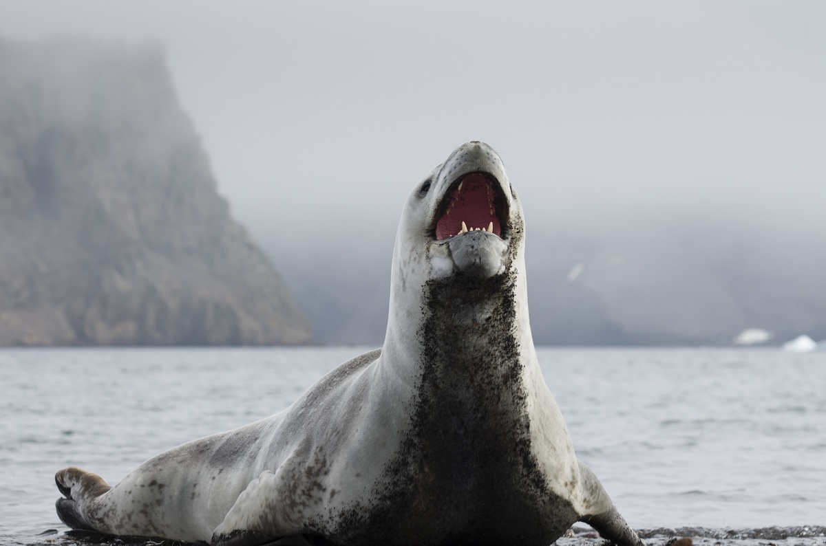 Nice Images Collection: Leopard Seal Desktop Wallpapers