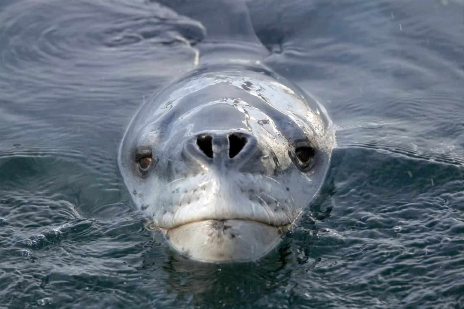 Images of Leopard Seal | 1605x1068