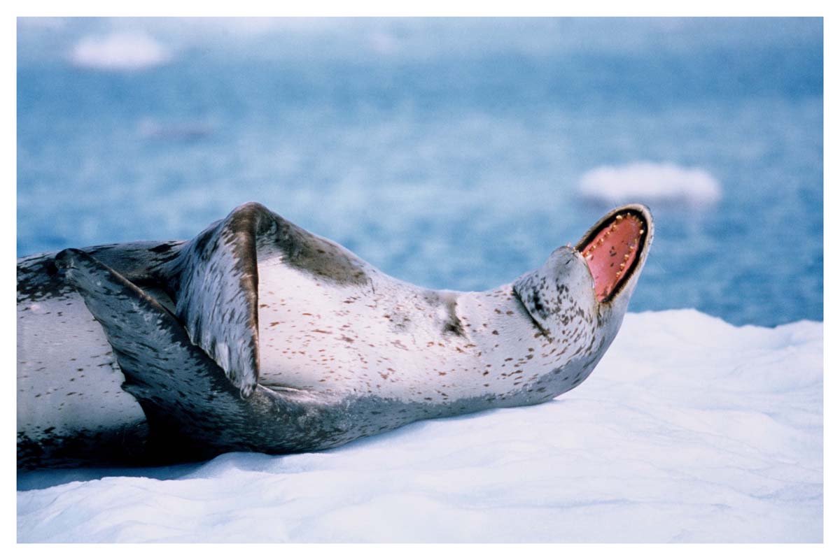 Nice Images Collection: Leopard Seal Desktop Wallpapers