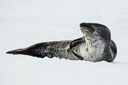 250x167 > Leopard Seal Wallpapers