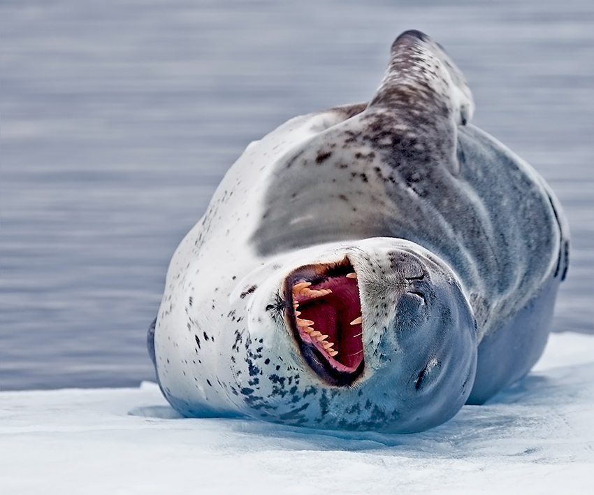 HD Quality Wallpaper | Collection: Animal, 850x708 Leopard Seal