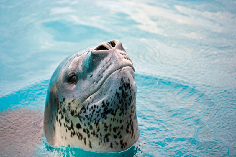 Leopard Seal Backgrounds on Wallpapers Vista