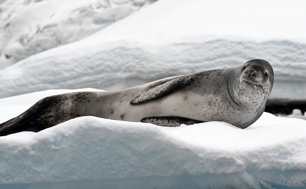 Leopard Seal Pics, Animal Collection