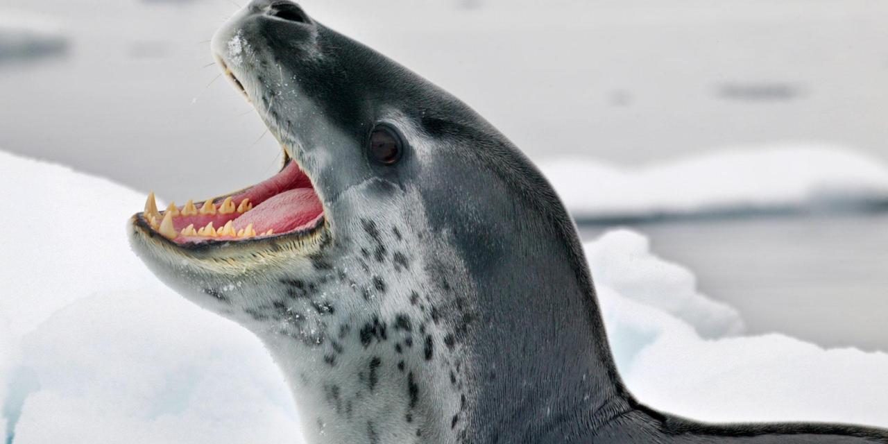 1280x640 > Leopard Seal Wallpapers