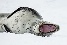 Images of Leopard Seal | 220x147
