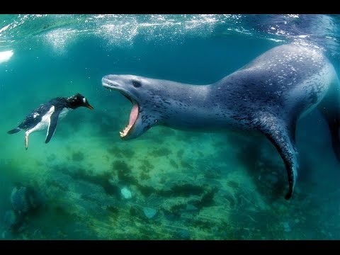 Leopard Seal Backgrounds on Wallpapers Vista