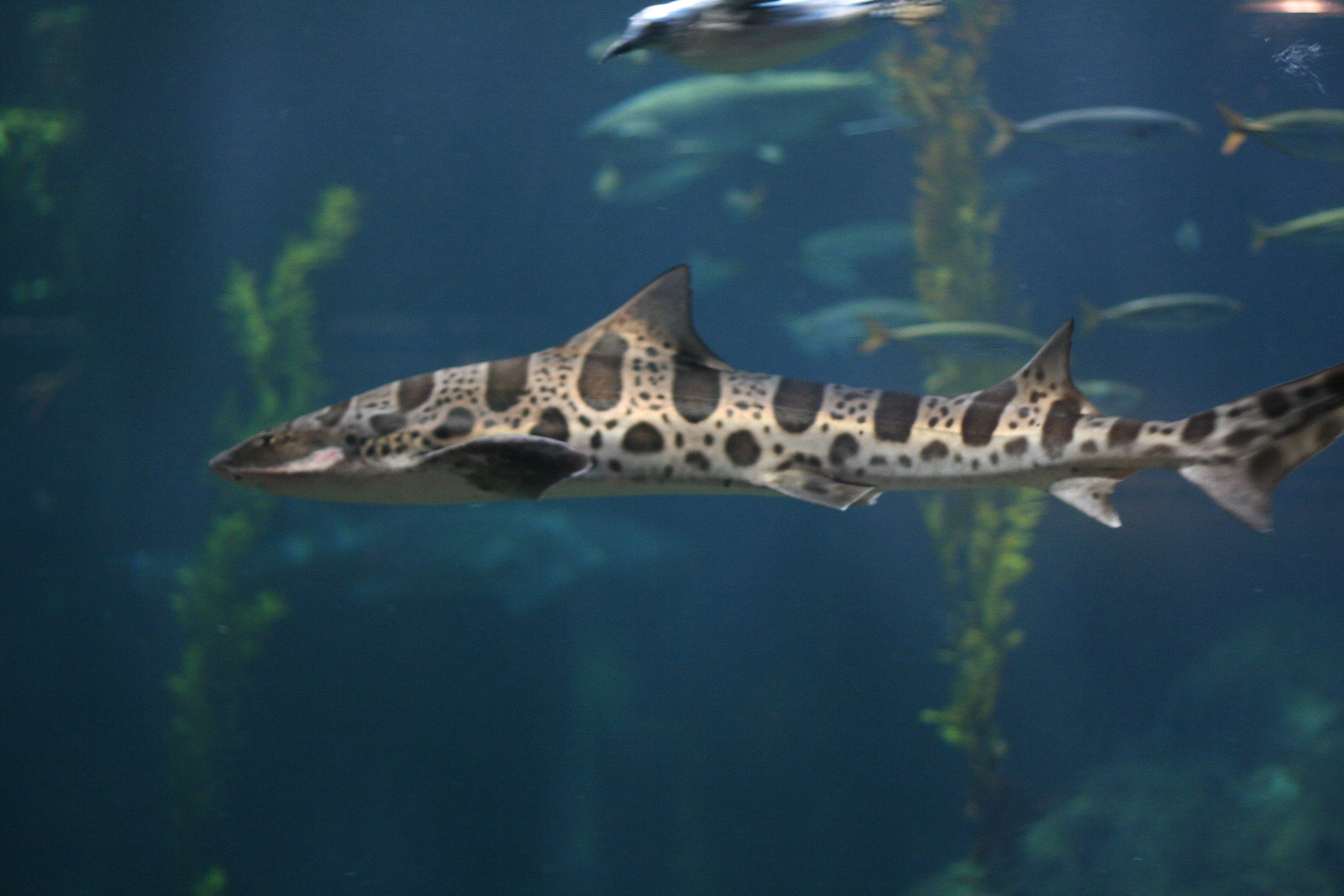 Nice Images Collection: Leopard Shark Desktop Wallpapers