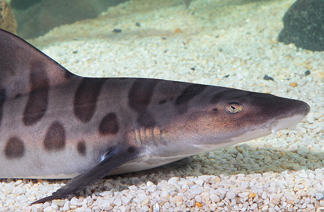 Nice Images Collection: Leopard Shark Desktop Wallpapers