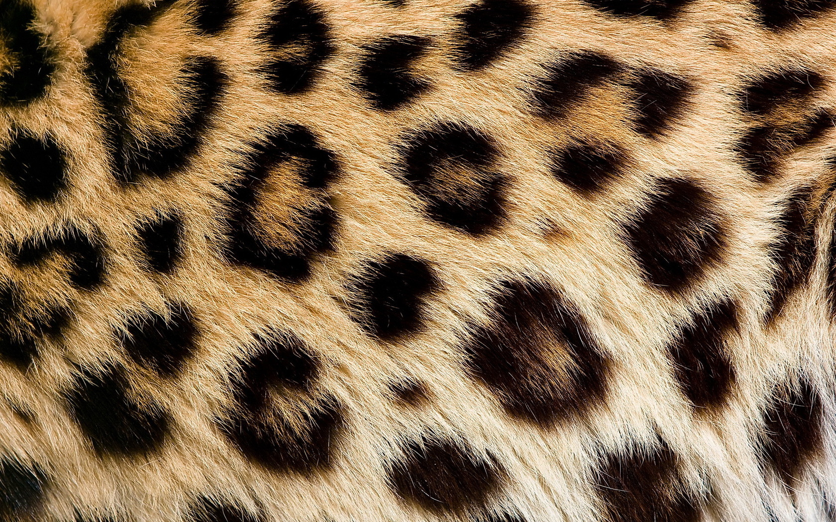 Leopard Skin #7