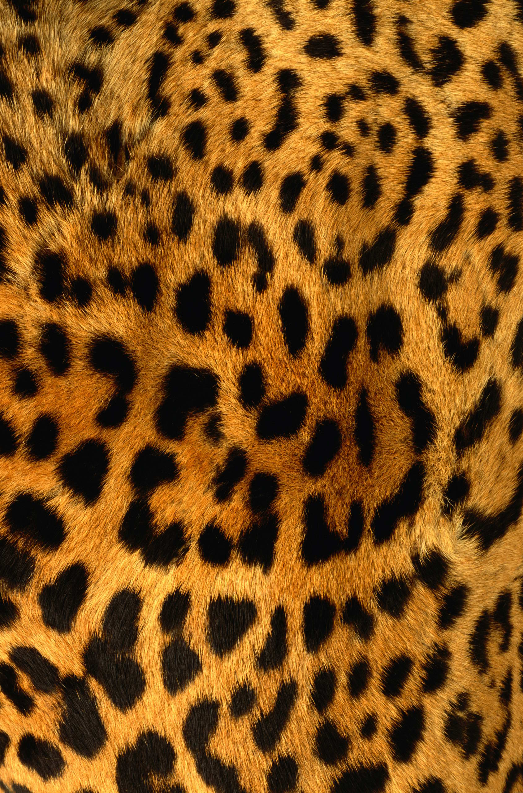 Leopard Skin Backgrounds on Wallpapers Vista
