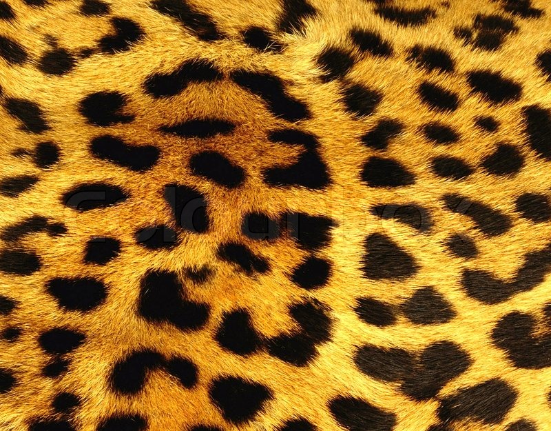 Leopard Skin HD wallpapers, Desktop wallpaper - most viewed