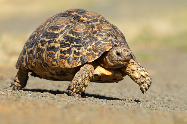Leopard Tortoise High Quality Background on Wallpapers Vista