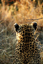 Leopard #20