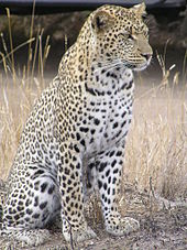 Leopard #12