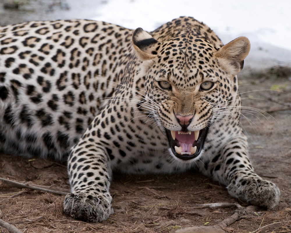 Leopard #14
