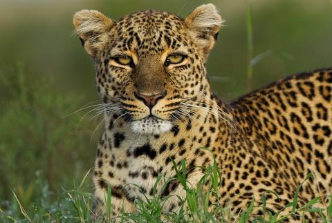 Leopard #11