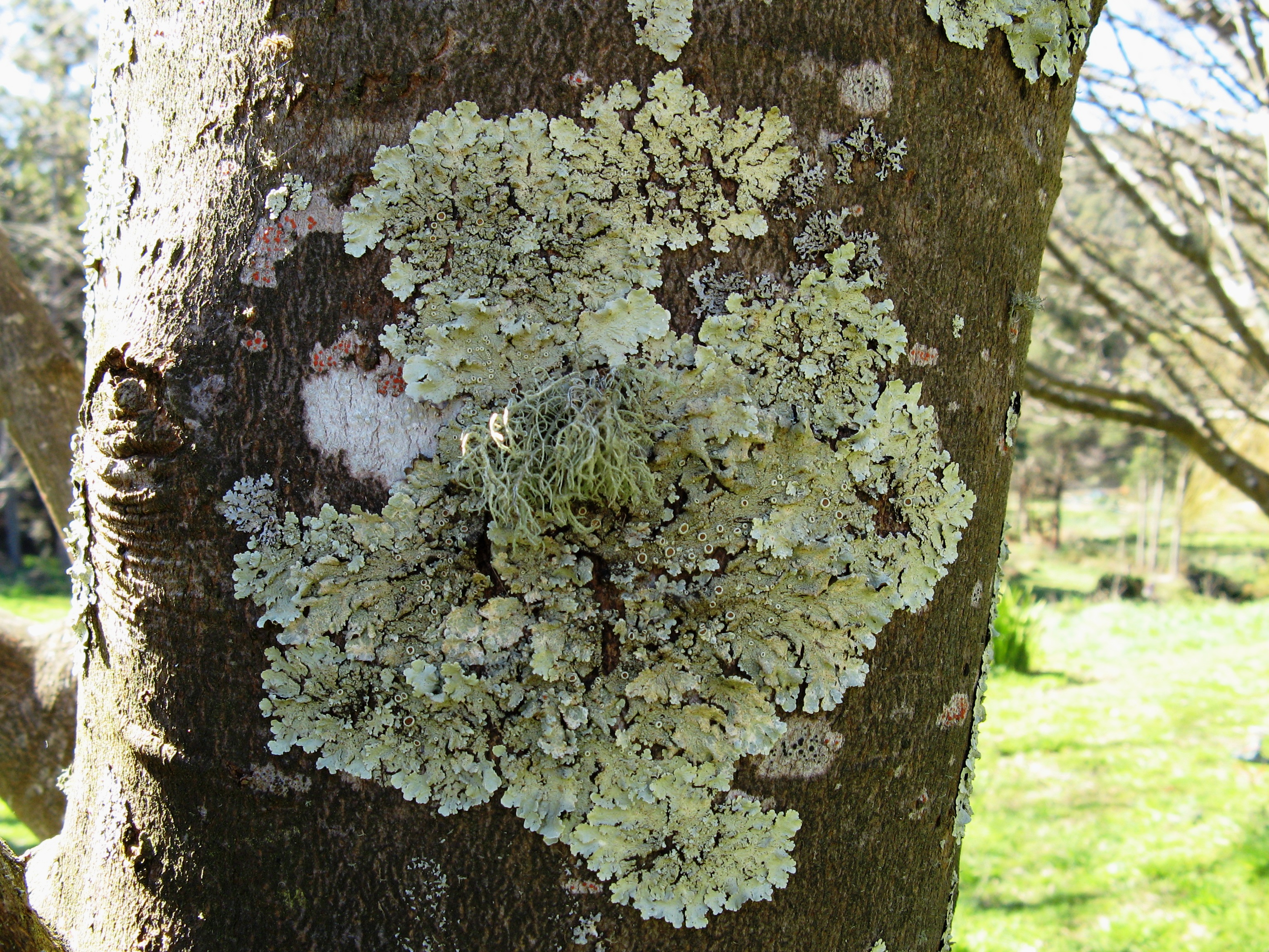 Amazing Lichen Pictures & Backgrounds