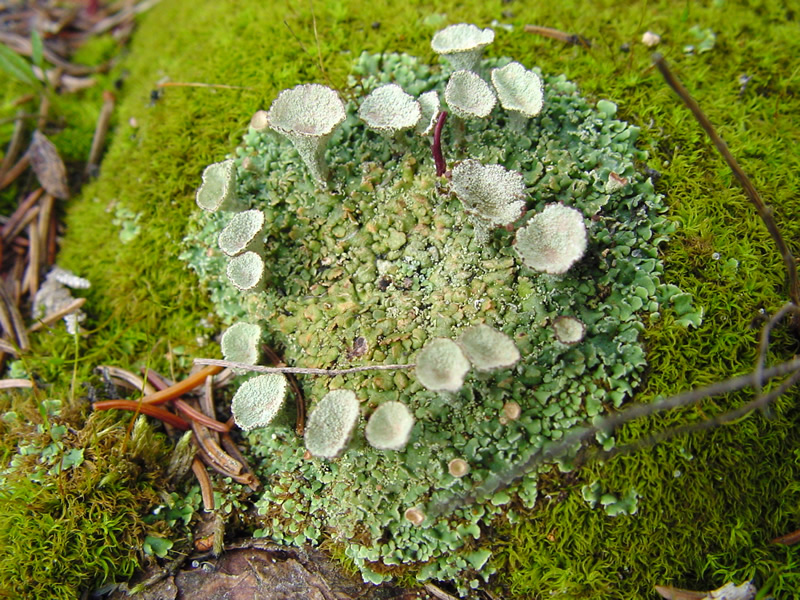 Nice Images Collection: Lichen Desktop Wallpapers