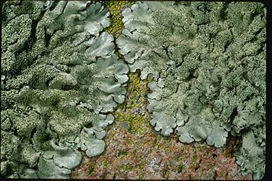 Lichen Backgrounds on Wallpapers Vista
