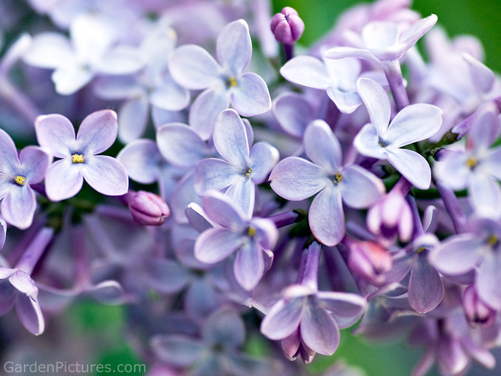 Lilac High Quality Background on Wallpapers Vista