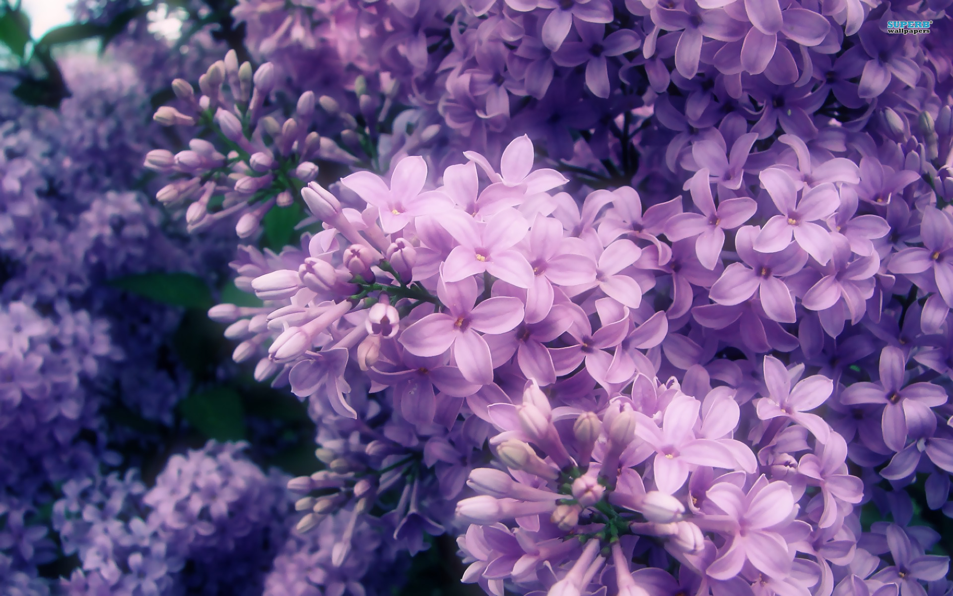 Lilac High Quality Background on Wallpapers Vista
