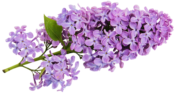 Lilac Backgrounds on Wallpapers Vista