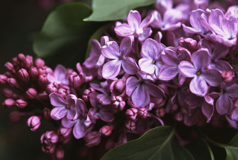 Nice Images Collection: Lilac Desktop Wallpapers