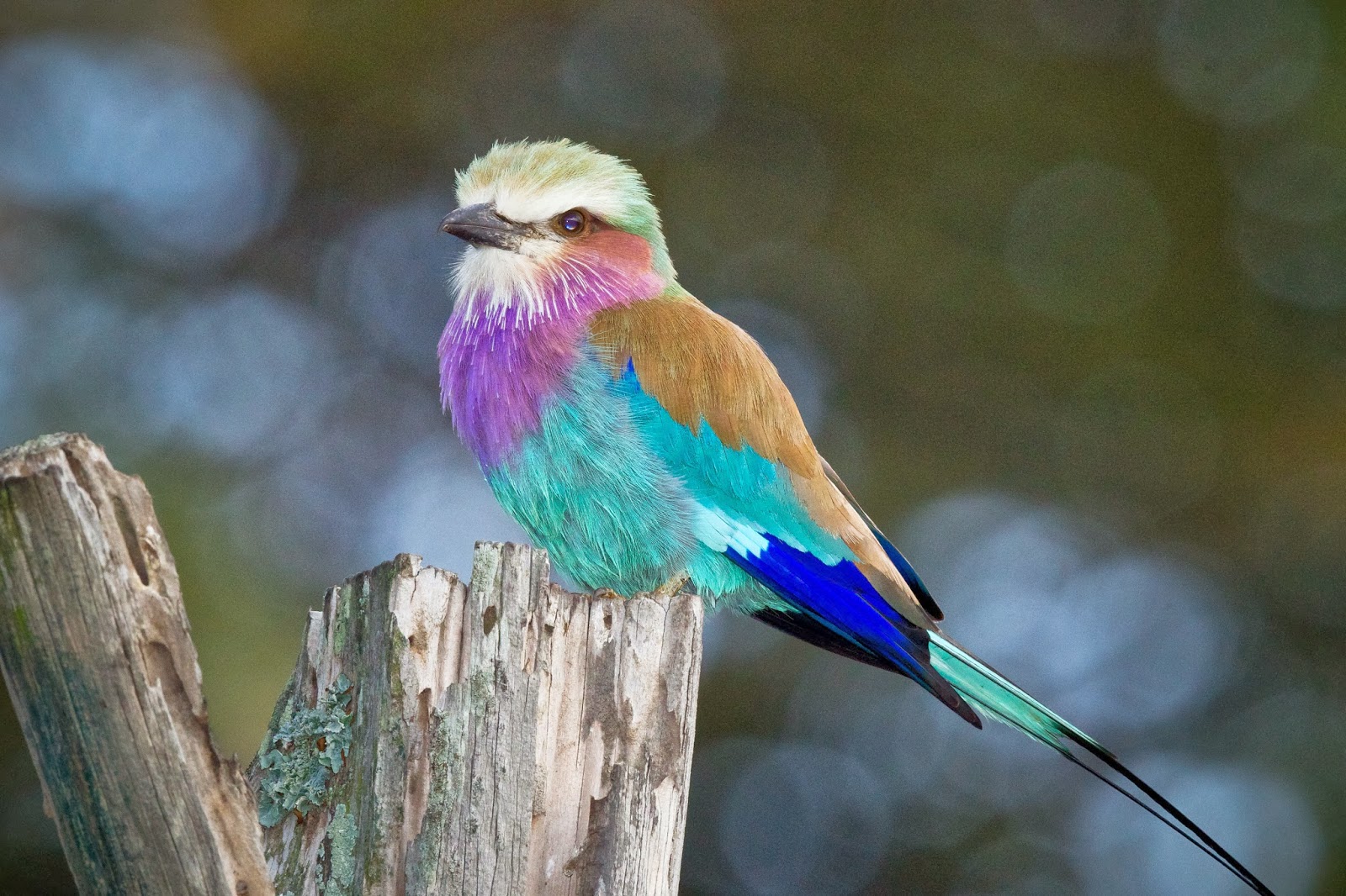 Lilac-breasted Roller #22