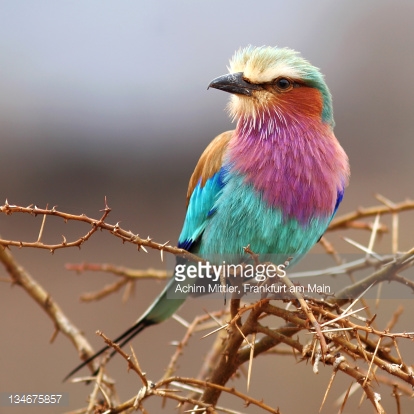 Lilac-breasted Roller #10