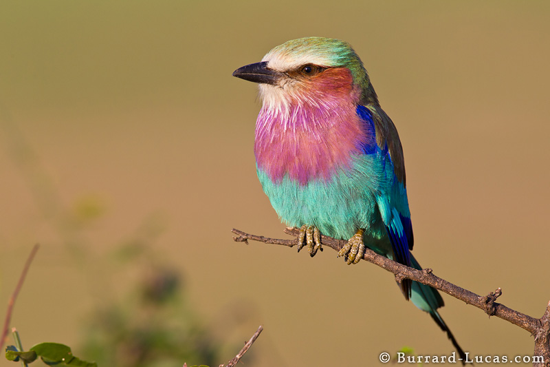 Lilac-breasted Roller High Quality Background on Wallpapers Vista
