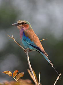 Images of Lilac-breasted Roller | 220x293