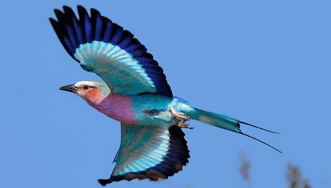 HQ Lilac-breasted Roller Wallpapers | File 133.54Kb