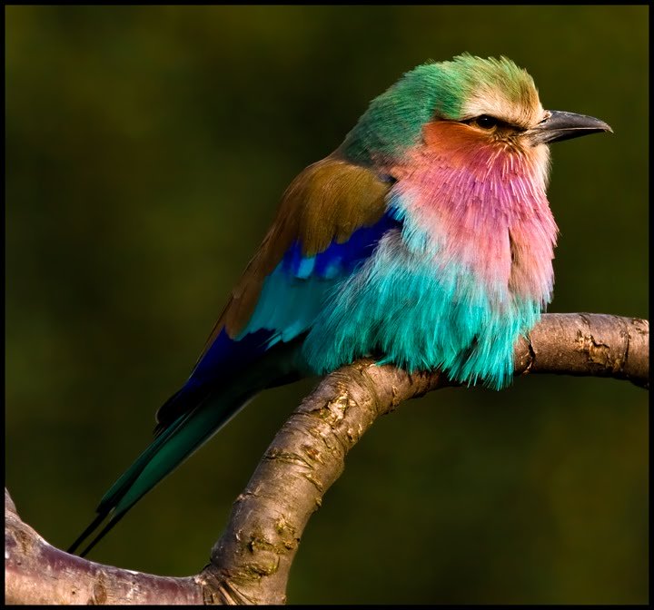 Lilac-breasted Roller High Quality Background on Wallpapers Vista