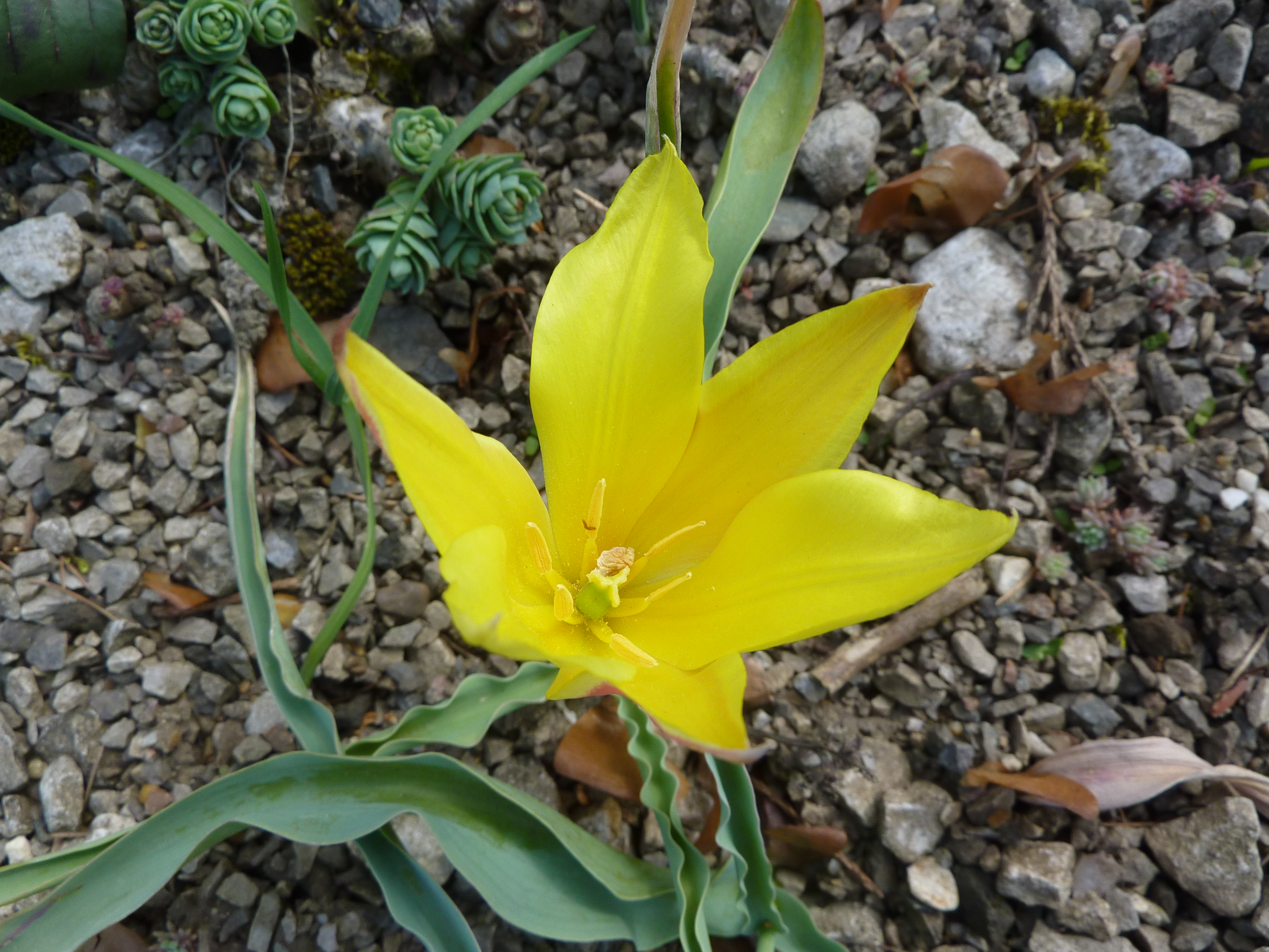 Liliaceae #14