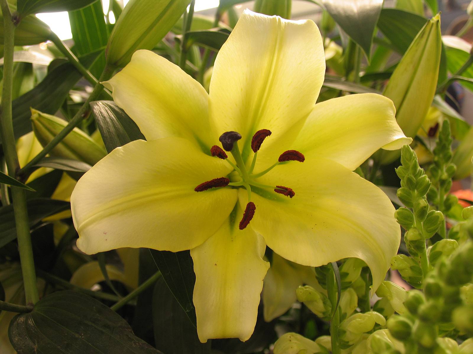 Liliaceae #4