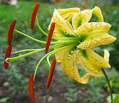 Liliaceae #12