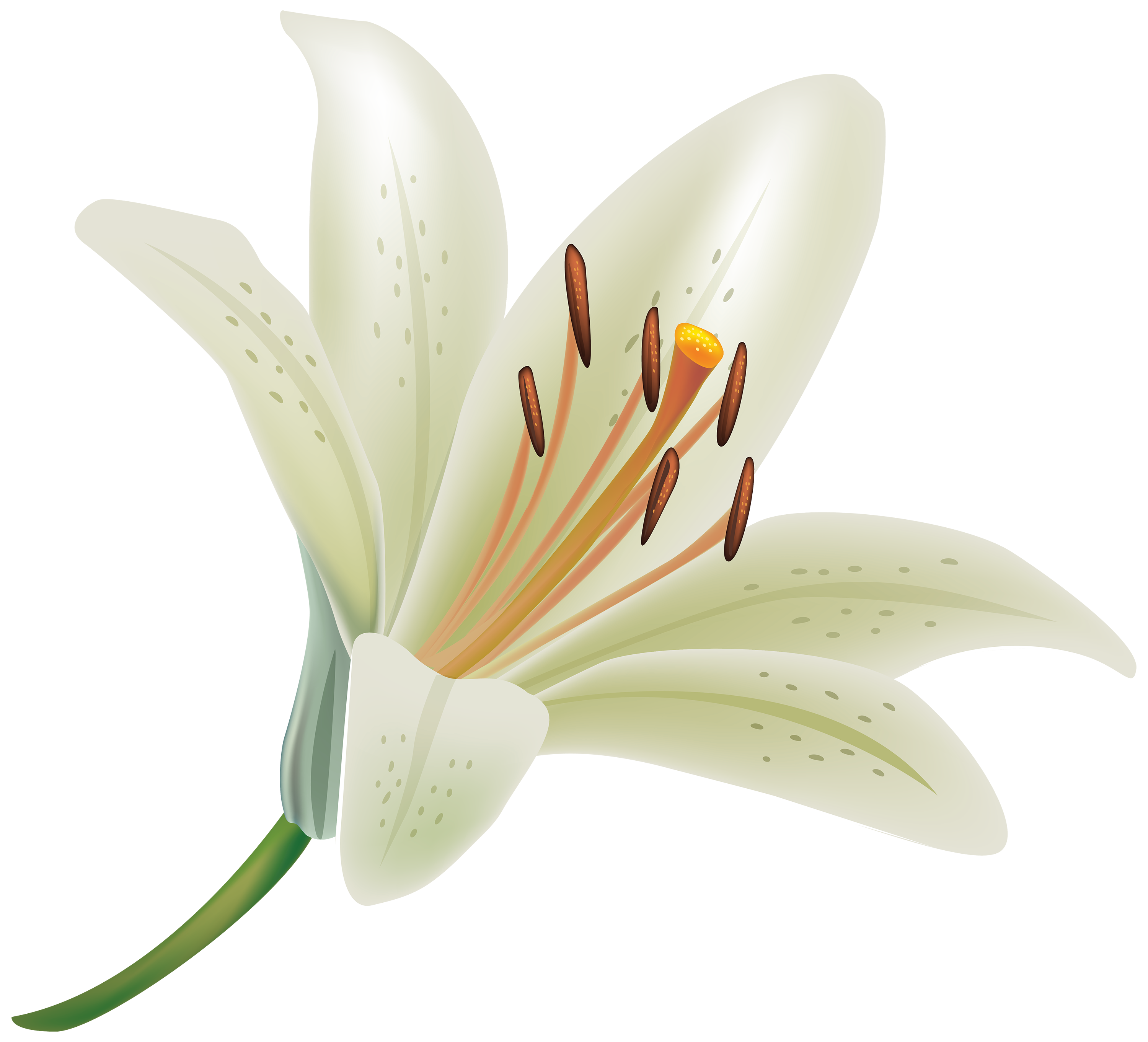 Nice Images Collection: Lily Desktop Wallpapers