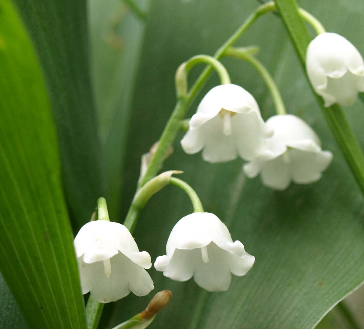 Lily Of The Valley High Quality Background on Wallpapers Vista